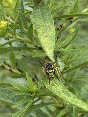 Vespula maculifrons