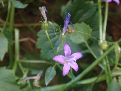 Campanula portenschlagiana