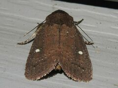 Pseudorthodes vecors