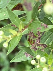 Insecta