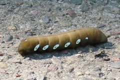 Eumorpha pandorus