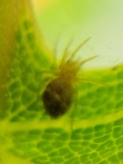 Araniella displicata