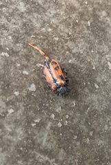Astylus trifasciatus