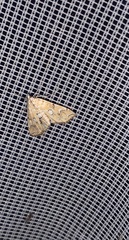 Elophila icciusalis