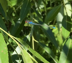 Erythromma viridulum