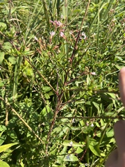 Oenothera gaura