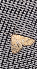 Elophila icciusalis