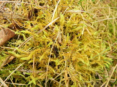 Aulacomnium palustre