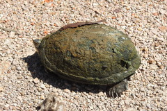 Kinosternon integrum