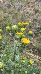 Grindelia subalpina