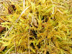 Aulacomnium palustre