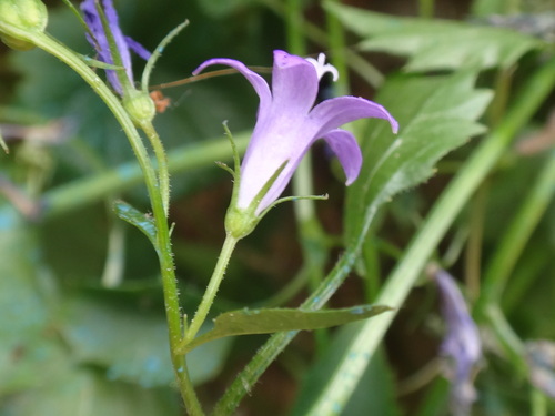 Campanula portenschlagiana