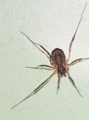 Oligolophus tridens