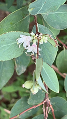 Symphoricarpos occidentalis