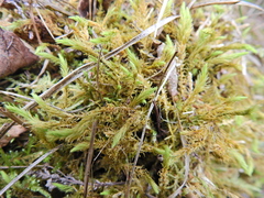 Aulacomnium palustre