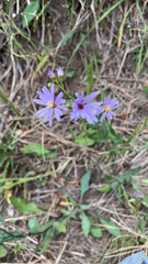 Symphyotrichum laeve