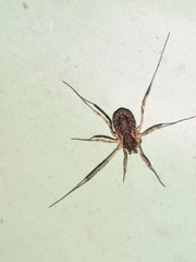 Oligolophus tridens