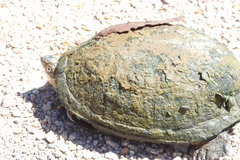 Kinosternon integrum