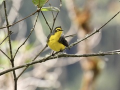Myioborus melanocephalus