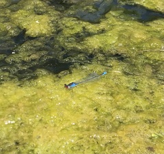 Erythromma viridulum