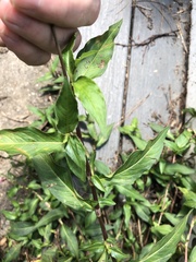 Persicaria longiseta