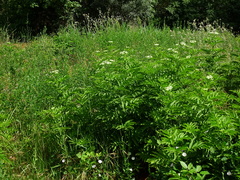 Sambucus ebulus