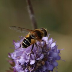 Eristalis jugorum