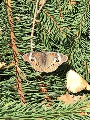 Junonia grisea