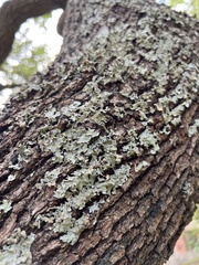 Flavoparmelia caperata