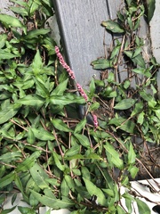 Persicaria longiseta