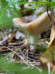 Russula paludosa