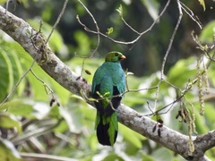 Pharomachrus auriceps