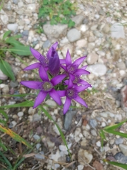 Gentianella