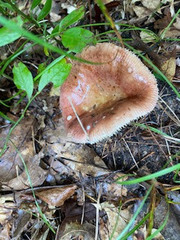 Russula paludosa