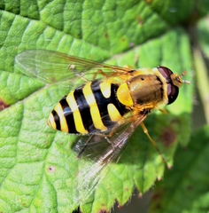 Syrphus
