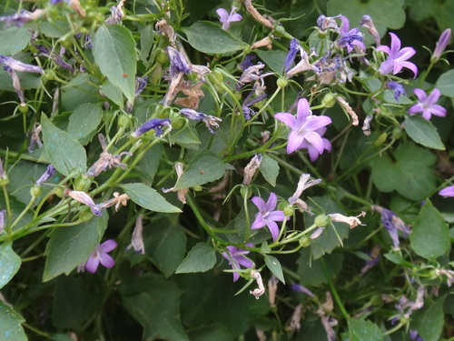 Campanula portenschlagiana