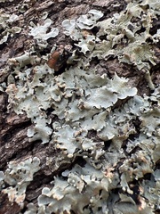 Flavoparmelia caperata