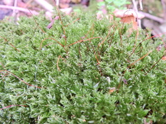 Mnium hornum