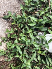 Persicaria longiseta