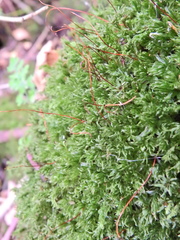 Mnium hornum