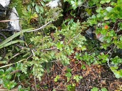 Juniperus communis saxatilis