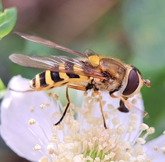 Syrphus