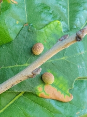 Acraspis quercushirta