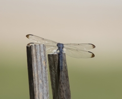 Libellula
