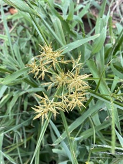 Cyperus esculentus