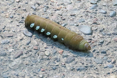 Eumorpha pandorus
