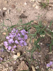 Hesperidanthus linearifolius
