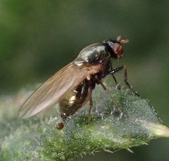 Calliopum