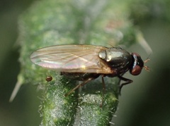 Calliopum