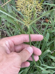 Cyperus esculentus